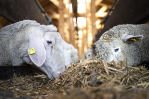 Animal Feed sodium sulphate application